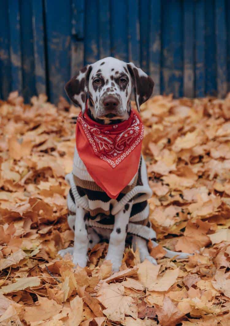 How to Tie a Bandana on a Dog and How to make a Dog Bandana